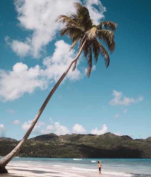 man alone on an island with palm tree